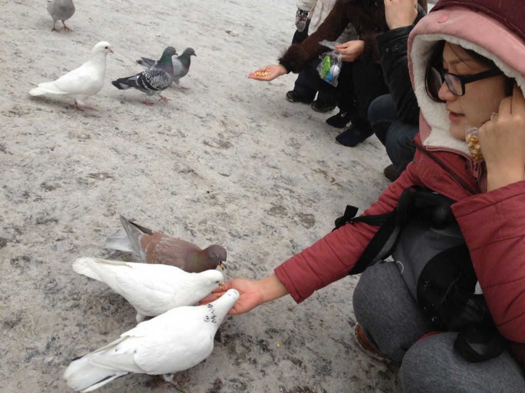 pigeons2.jpg